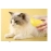 Cat Steam Brush Steamy Dog Brush 3 in 1 Electric Spray Cat Hair Brushes for Massage Pet Grooming Comb Hair Removal Combs
